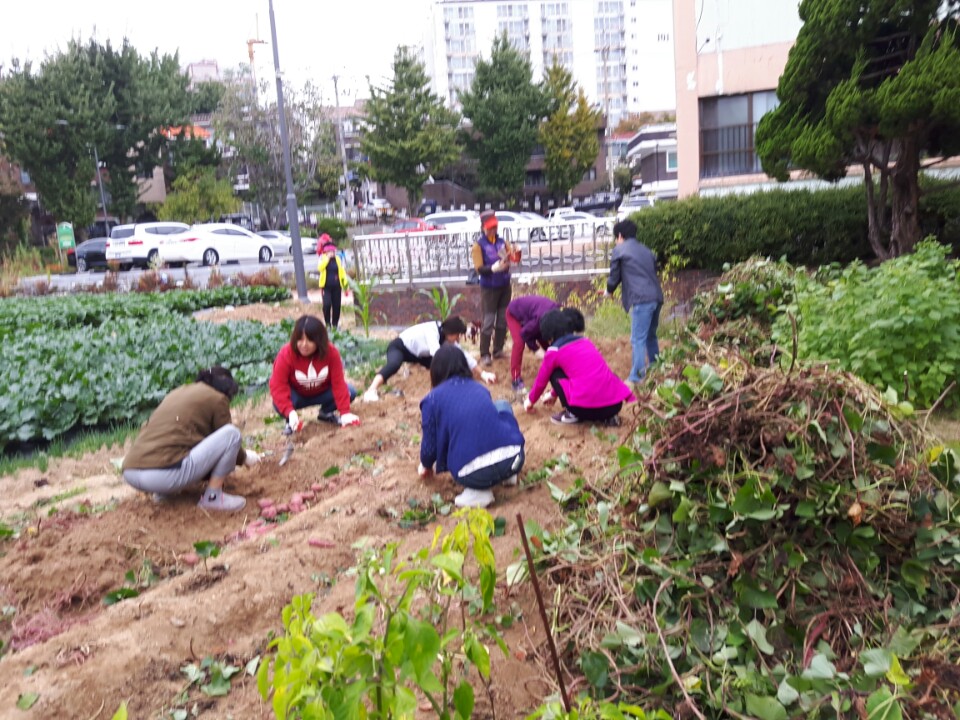 20171016 고구마수확 보도자료 사진.jpg